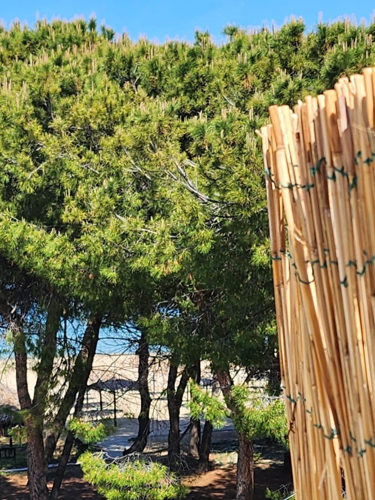 Hotel Petit Silvi Marina Bagian luar foto